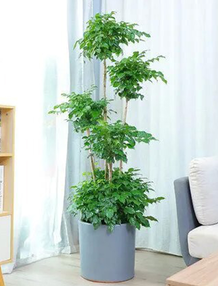 造型元寶樹